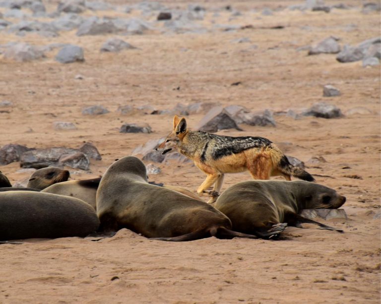 Seal colony and a jackal